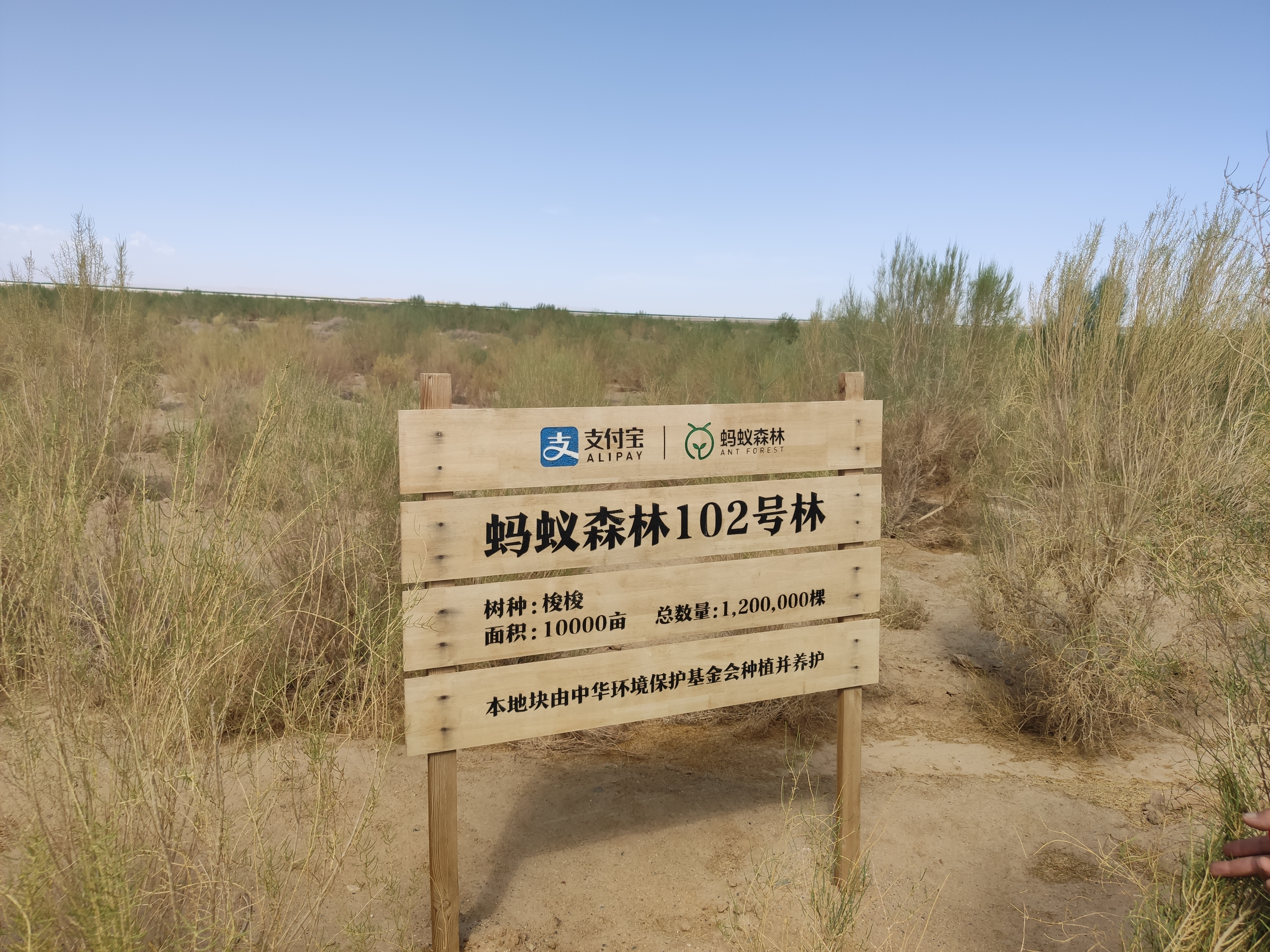 10.蚂蚁森林公益项目.jpg